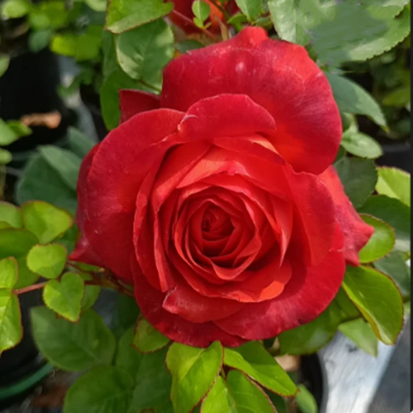 咖啡时间  月季花苗灌木多季开花植物阳台盆栽复色