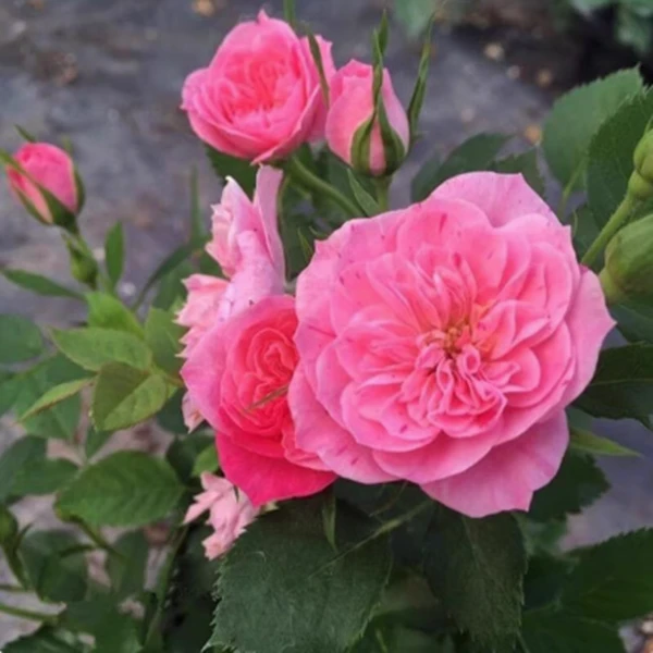 微型灌木月季小苗阳台多季迷你多头勤花阳台庭院耐寒