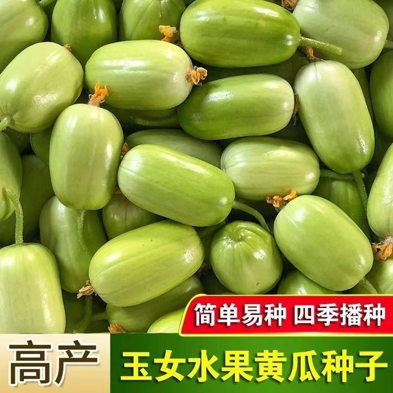 抢【9.9元5包-拍2单发20包】玉女水果黄瓜种子盆栽庭院家庭种植