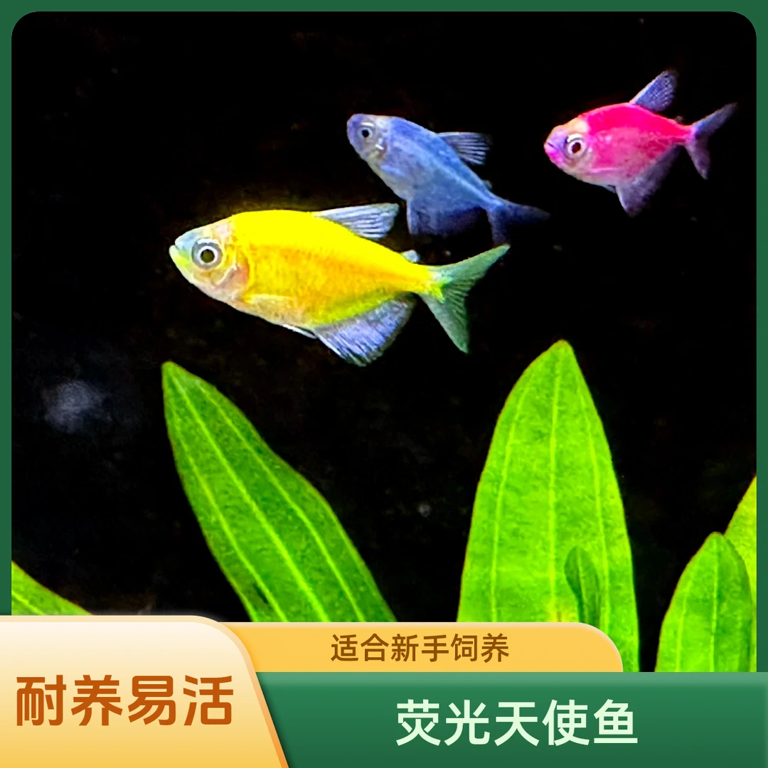 七彩天使鱼小型淡水观赏鱼好养新手练手鱼活体耐养低温冷水热带鱼