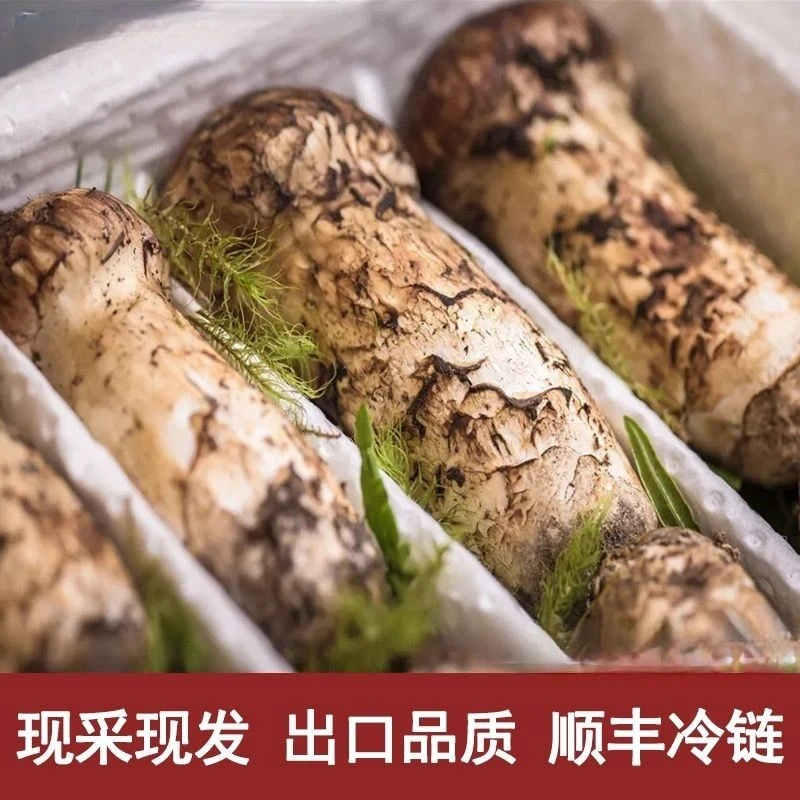 2025新鲜松茸雅江松茸甘孜雅江松茸云南特产松茸菌菇500克礼盒