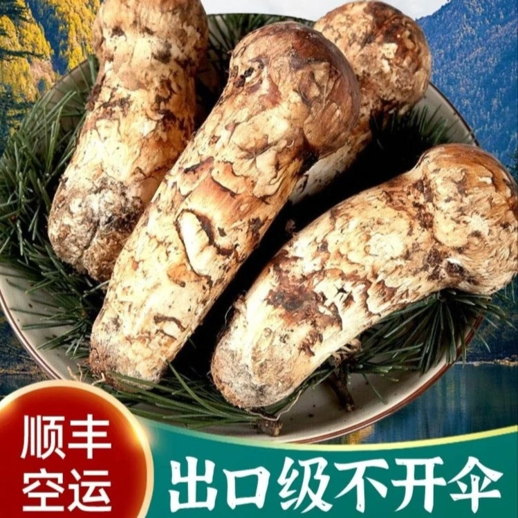 2025年新鲜松茸鲜雅江松茸小金松茸产地直发云南香格里拉松茸