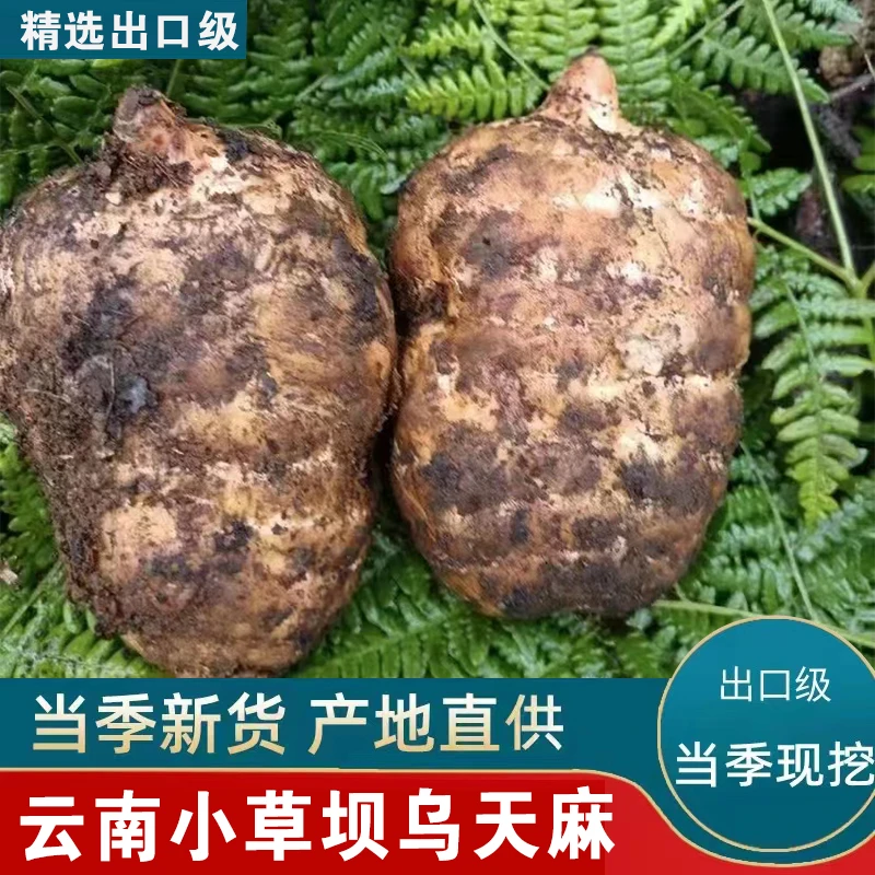 【新鲜天麻】昭通乌天麻小草坝老山新鲜天麻净含量1斤3斤5斤农产品