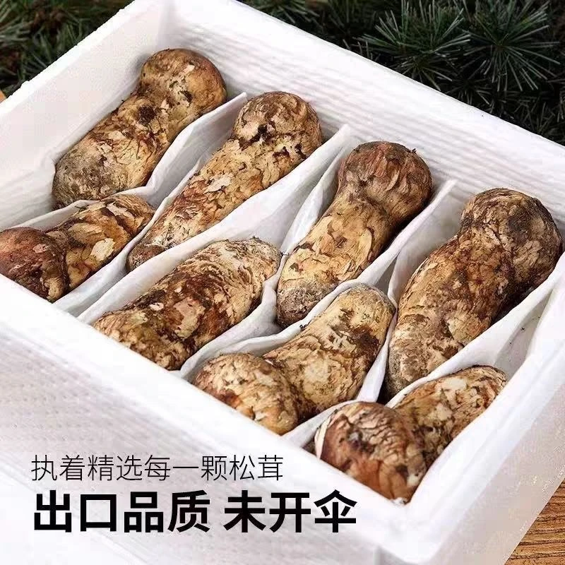 2025甘孜雅江松茸野生新鲜松茸菌菇出口级不开伞松茸新鲜菌500克