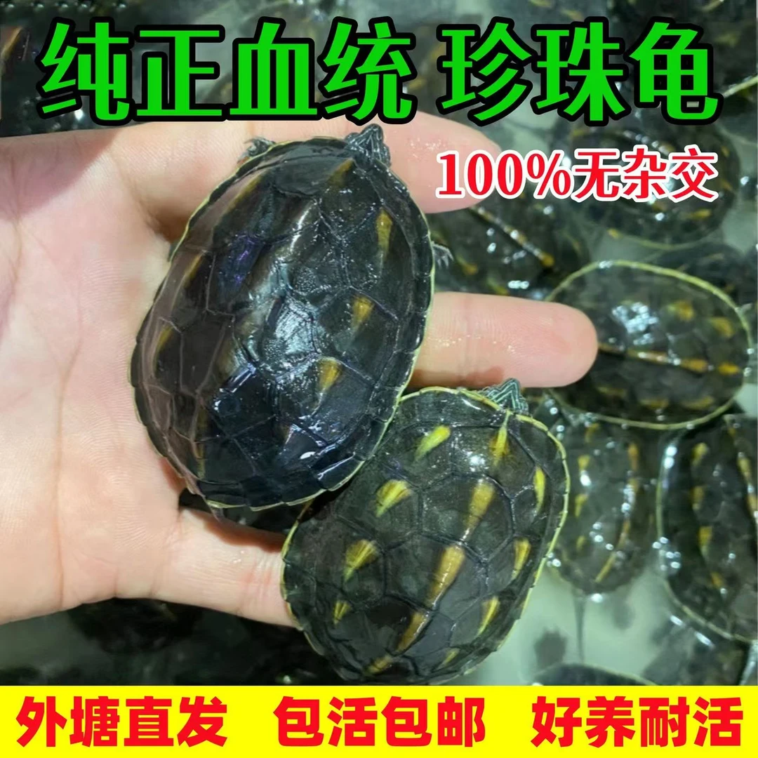 中华草龟花龟温顺可爱家养观赏龟地摊热销包邮（不挑品相包全品）