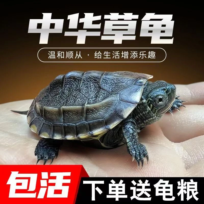 6只一份称中华小草龟温顺可爱龟宠好养鱼缸观赏龟地摊热销包邮