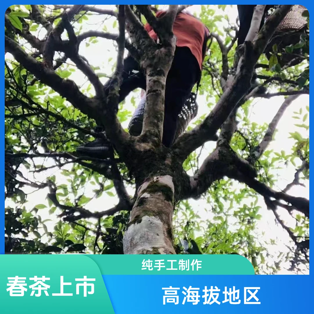 香港高端乌岽鸭屎香茶叶春茶高海拔1050米古树凤凰单枞茶醇香品鉴