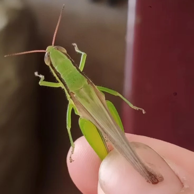 新活体野生稻蝗，稻蝗50克1两补钙提性高营养斗鸟画眉鸟其它鸟食