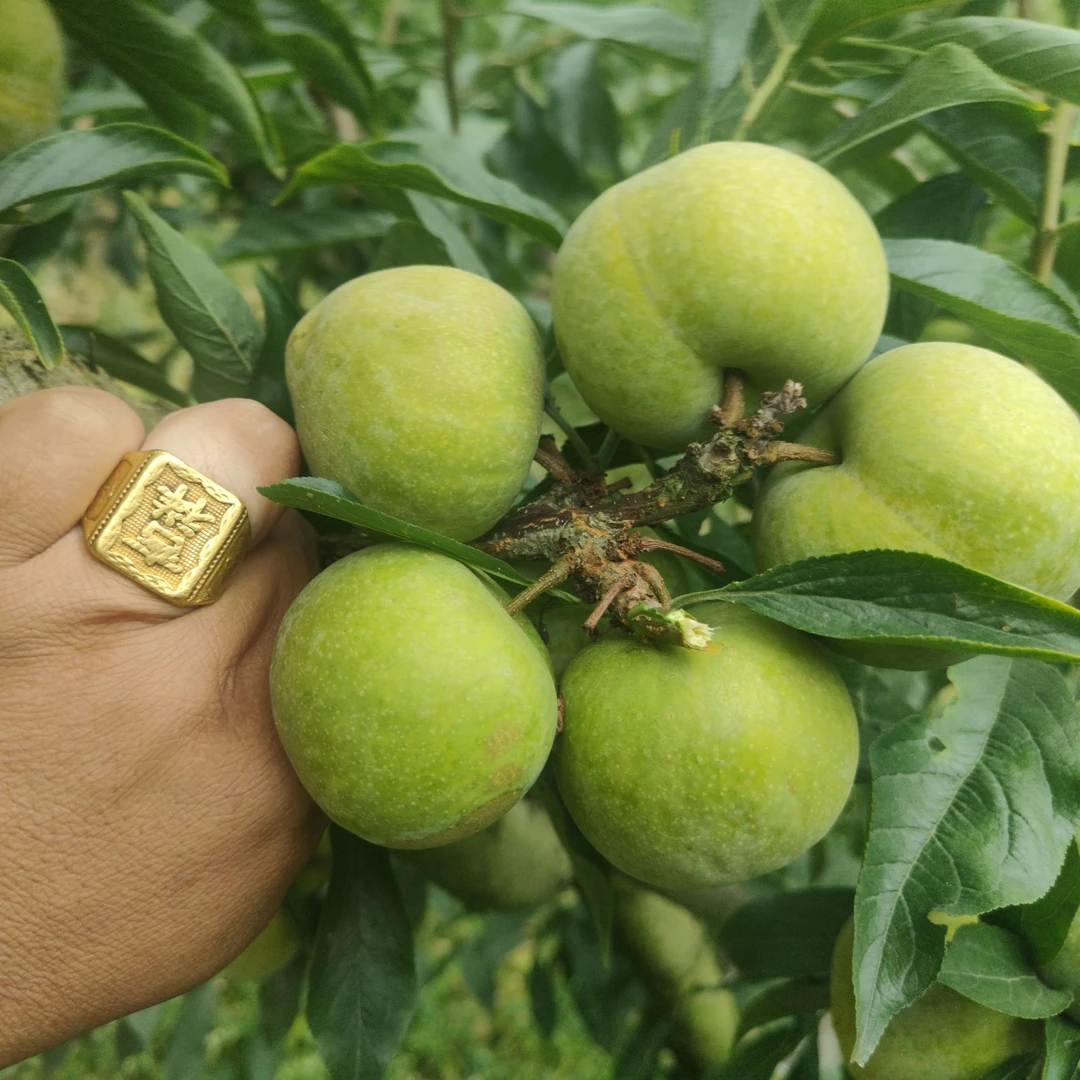 【正宗羌脆大李裸根苗】果树苗嫁接裸根 可盆栽  现挖苗基地直发