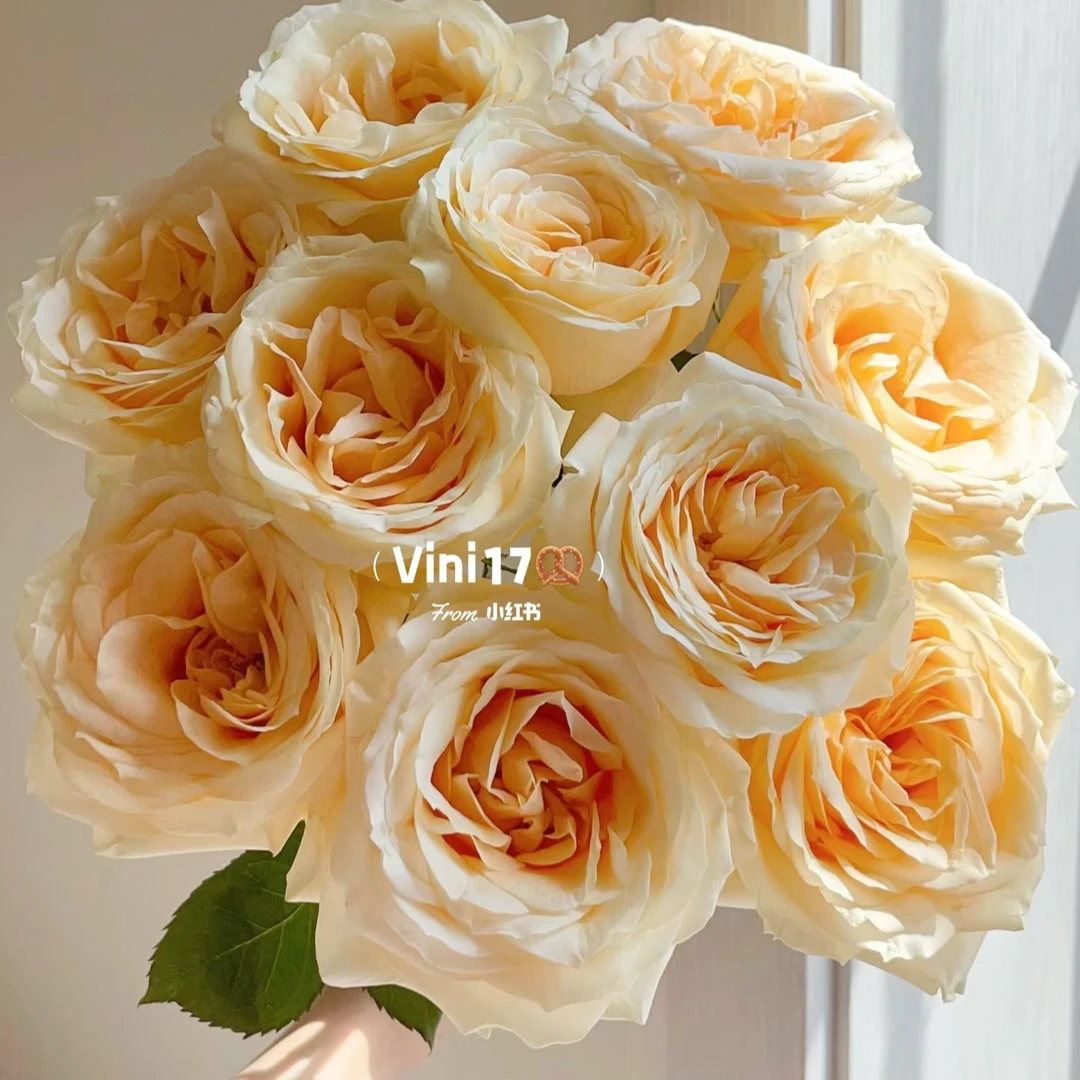 【香槟玫瑰】云南基地直发鲜花一单中通 两单顺丰包邮