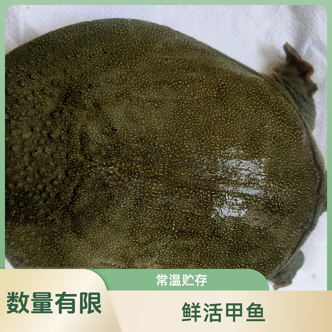 甲鱼，农场自产，绿色健康，可放心品尝。＃尤兰特