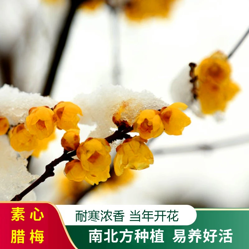 浓香型素心腊梅树苗盆栽花卉植物易养活耐寒带花苞地栽高杆梅花树