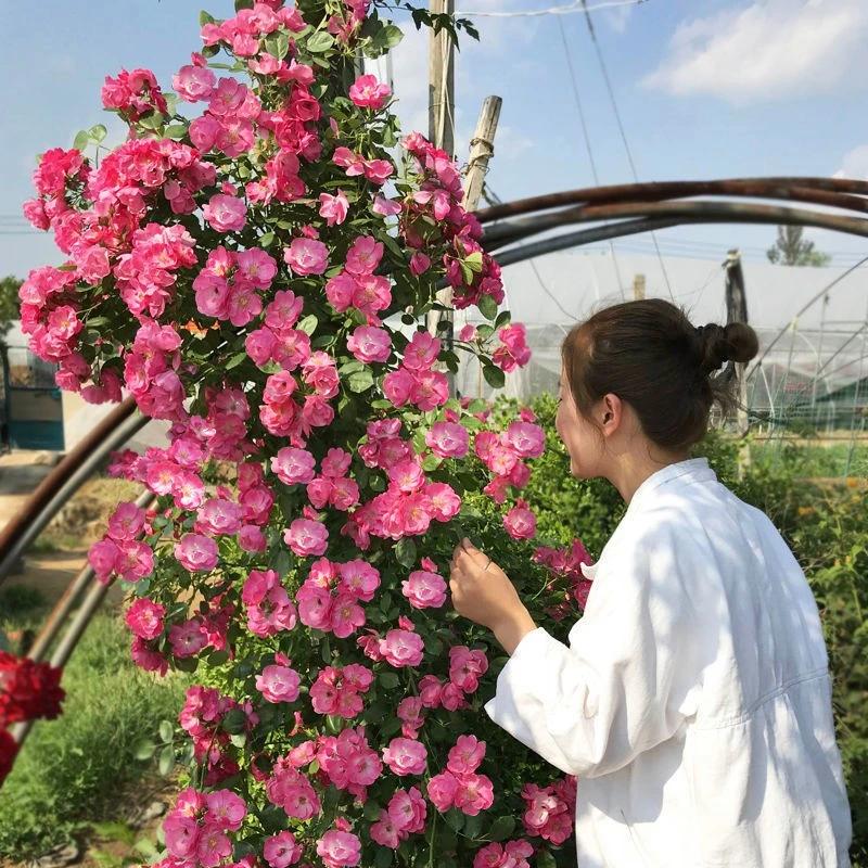 藤本月季花苗特大花庭院浓香植物室内花卉盆栽玫瑰爬藤蔷薇四季开