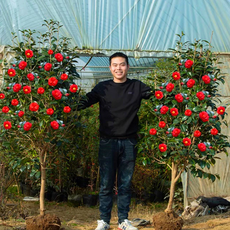 山茶花四季茶花树苗盆栽耐寒花卉植物室内绿植花园植物庭院树浓香