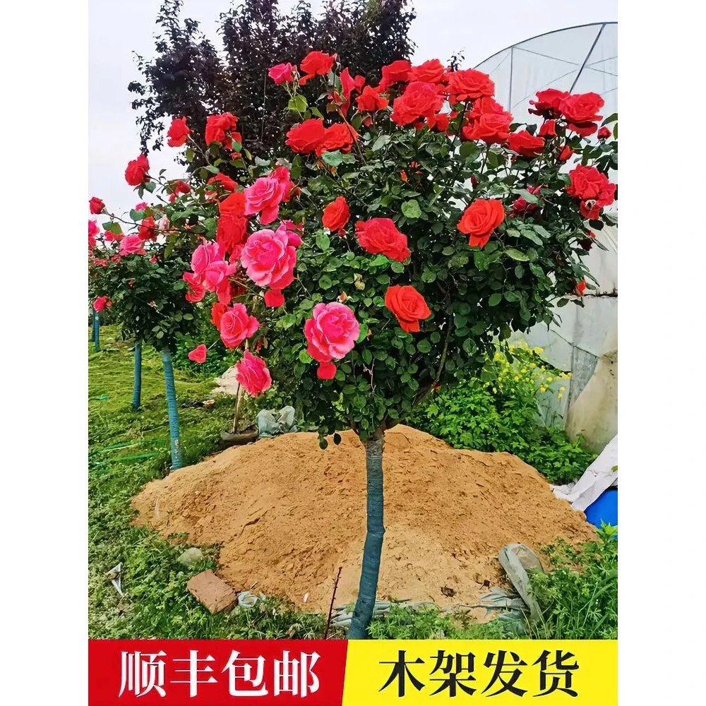 树状月季树四季大花老桩盆栽月季嫁接树桩月季花别墅庭院阳台种植