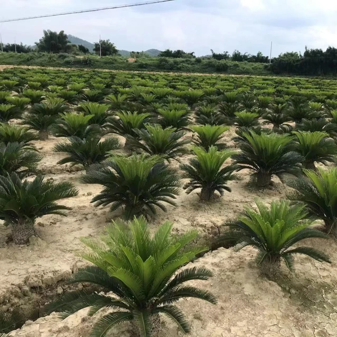 树先生/基地大棚直供铁树规格苗耐寒耐旱易养护易栽培种植