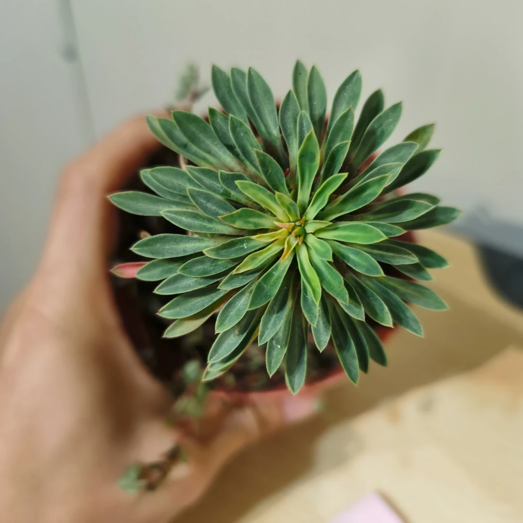 树先生/常绿多年生室内可养殖耐旱植物铁甲麒麟防辐射迷你小盆栽