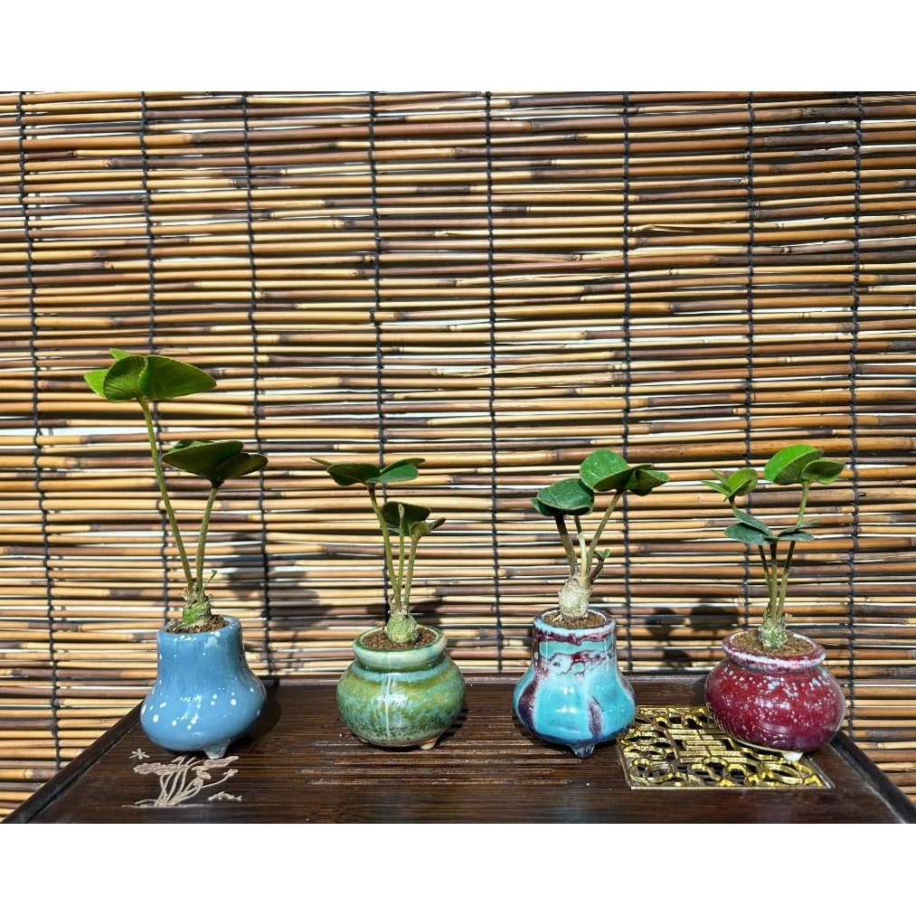 树先生/四叶草墨西哥铁树两年苗带盆幸运草有球头室内桌面绿植