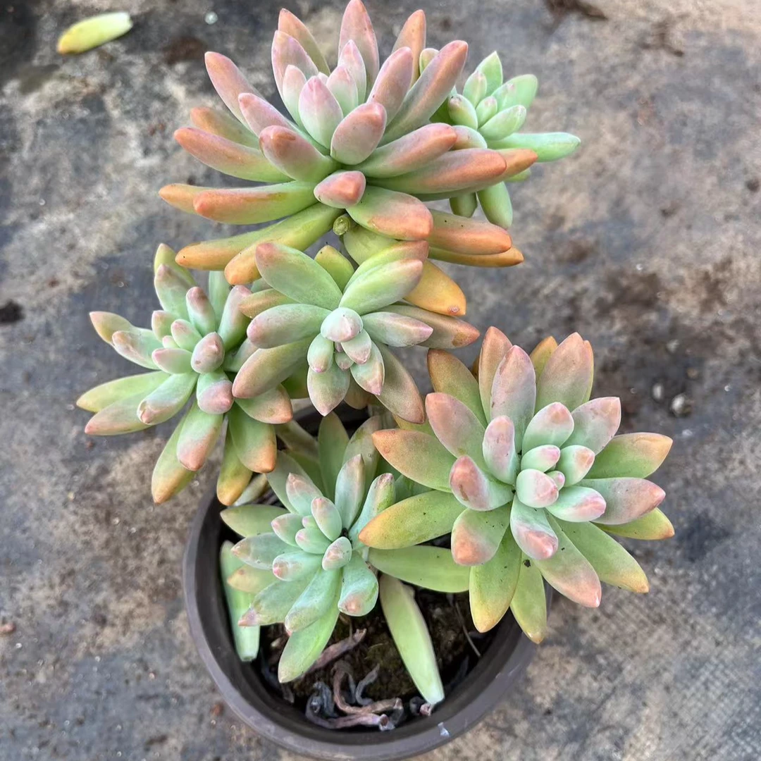 老桩果冻秋丽 满15包邮 多肉植物新手好养好活