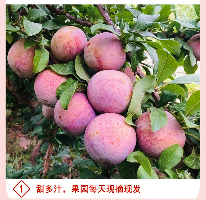 新疆精选恐龙蛋杏李风味果肉品质鲜红果汁丰厚，芬芳馥郁、肉质细嫩
