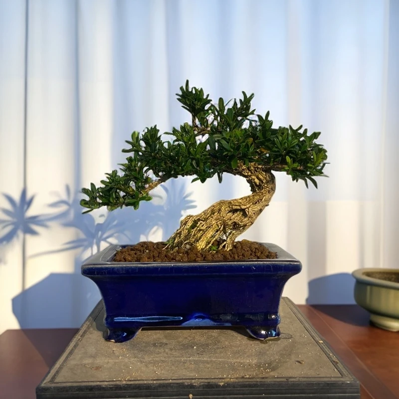 直播间一物一拍,雀舌黄杨和栀子花盆景。