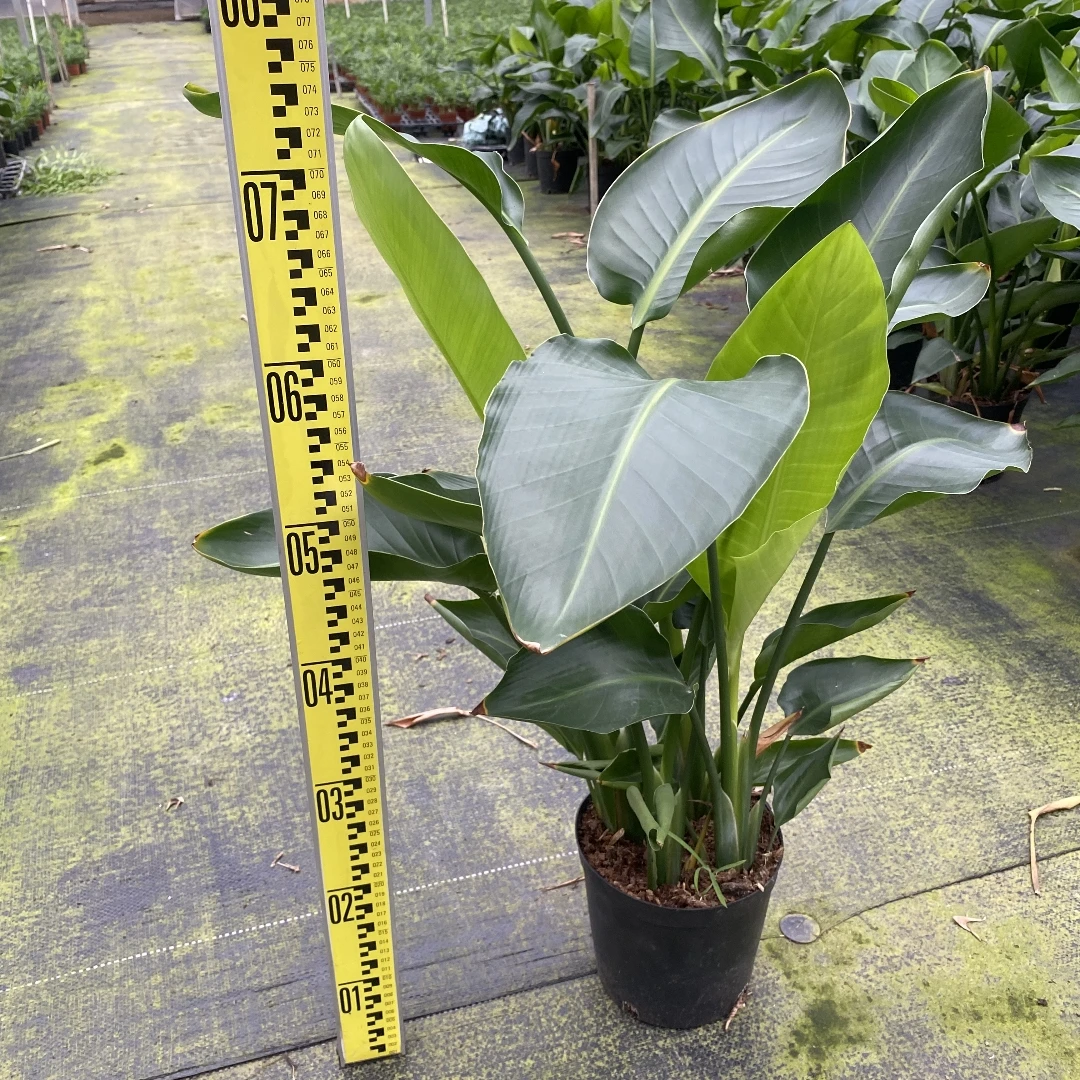 天堂鸟天堂鸟绿植客厅室内鹤望兰绿植客厅绿植植物花花卉绿植原盆