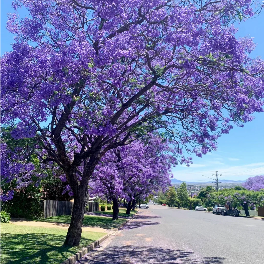 正宗蓝花楹专卖基地直销开花北欧办公室高档好养活室内庭院树苗