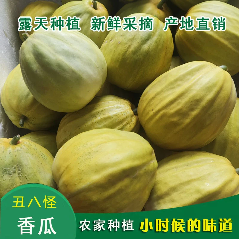 湖北农家黄皮丑八怪香瓜八方香瓜当季露天丑瓜超甜薄皮黄金瓜甜瓜