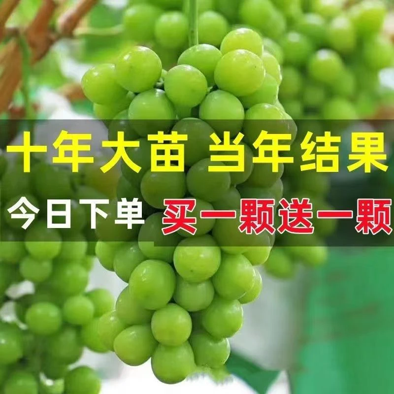 【发2棵】葡萄树苗南北方种植盆栽地栽当年结果大苗