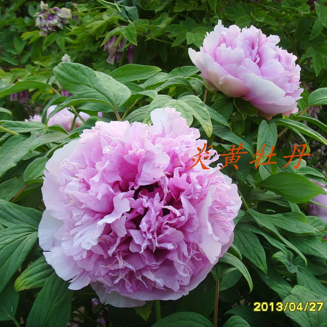 炎黄牡丹 [紫玉傲阳】 先发肥料 秋季发苗