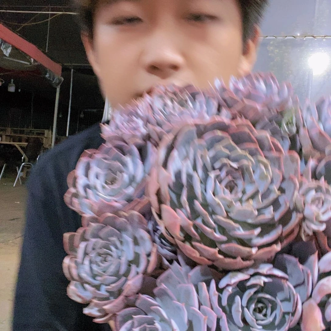 大群手捧蓝石莲特价