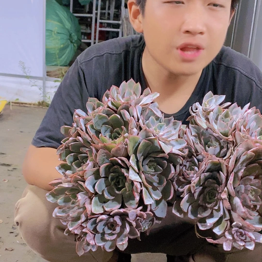 140盆赫拉特价福利