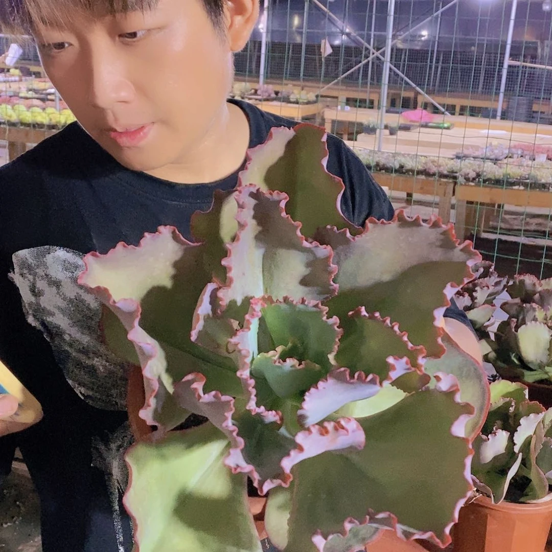 蓝色妖记20厘米发货特价