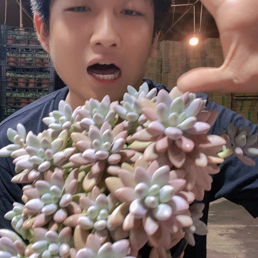 婴儿手指大群生整桩老桩