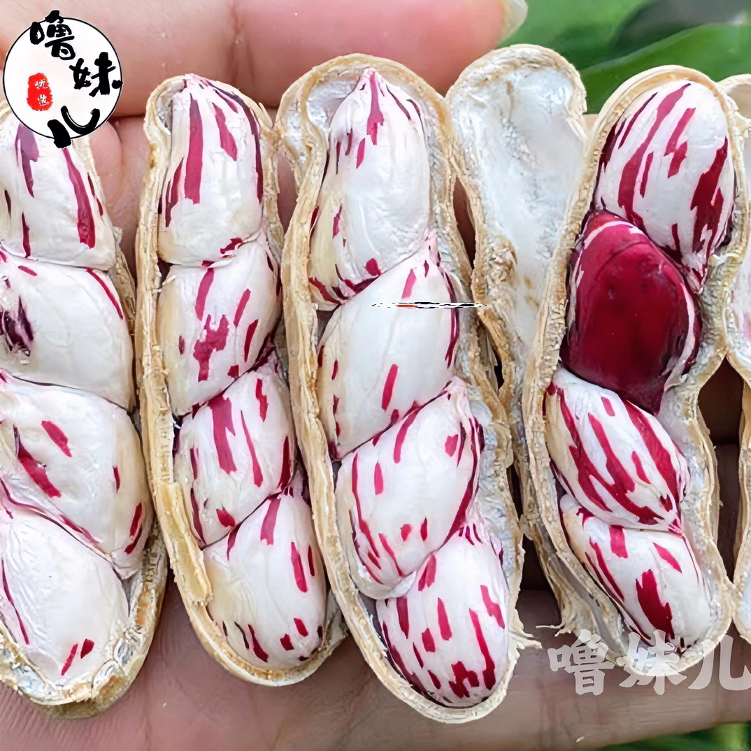 新鲜湿花生云南七彩花生五彩花生牛奶花生带壳花生湿花生可水煮