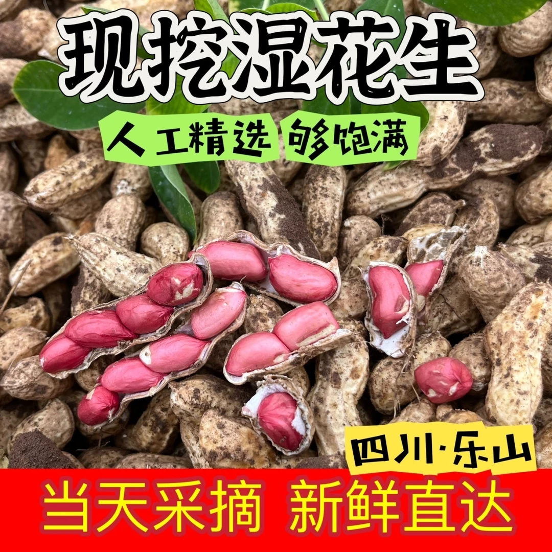 现挖现发红皮湿花生新鲜红衣花生鲜花生带壳生花生小花生当季鲜货