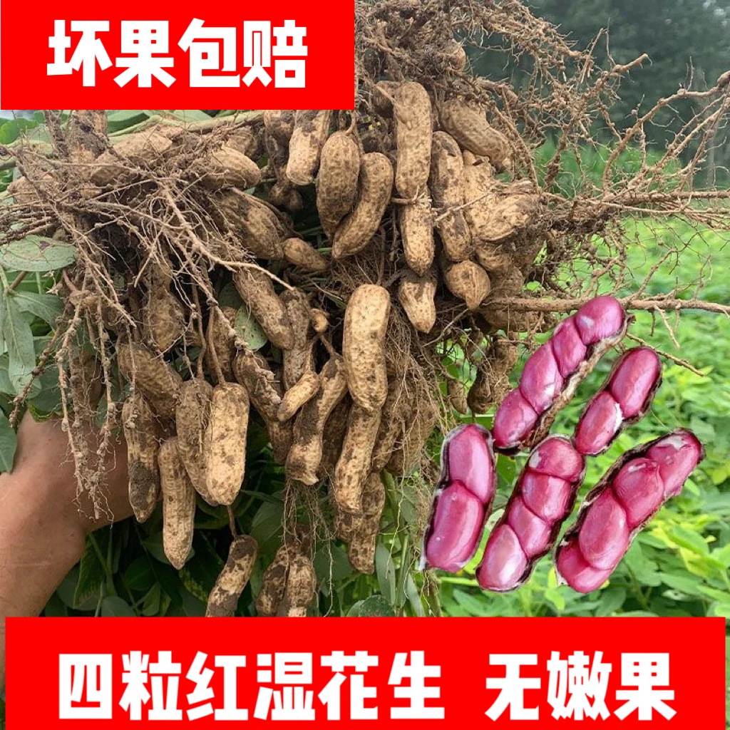 【现挖】2025新鲜湿花生红皮鲜花生四粒红小花生花生带壳带泥可水煮