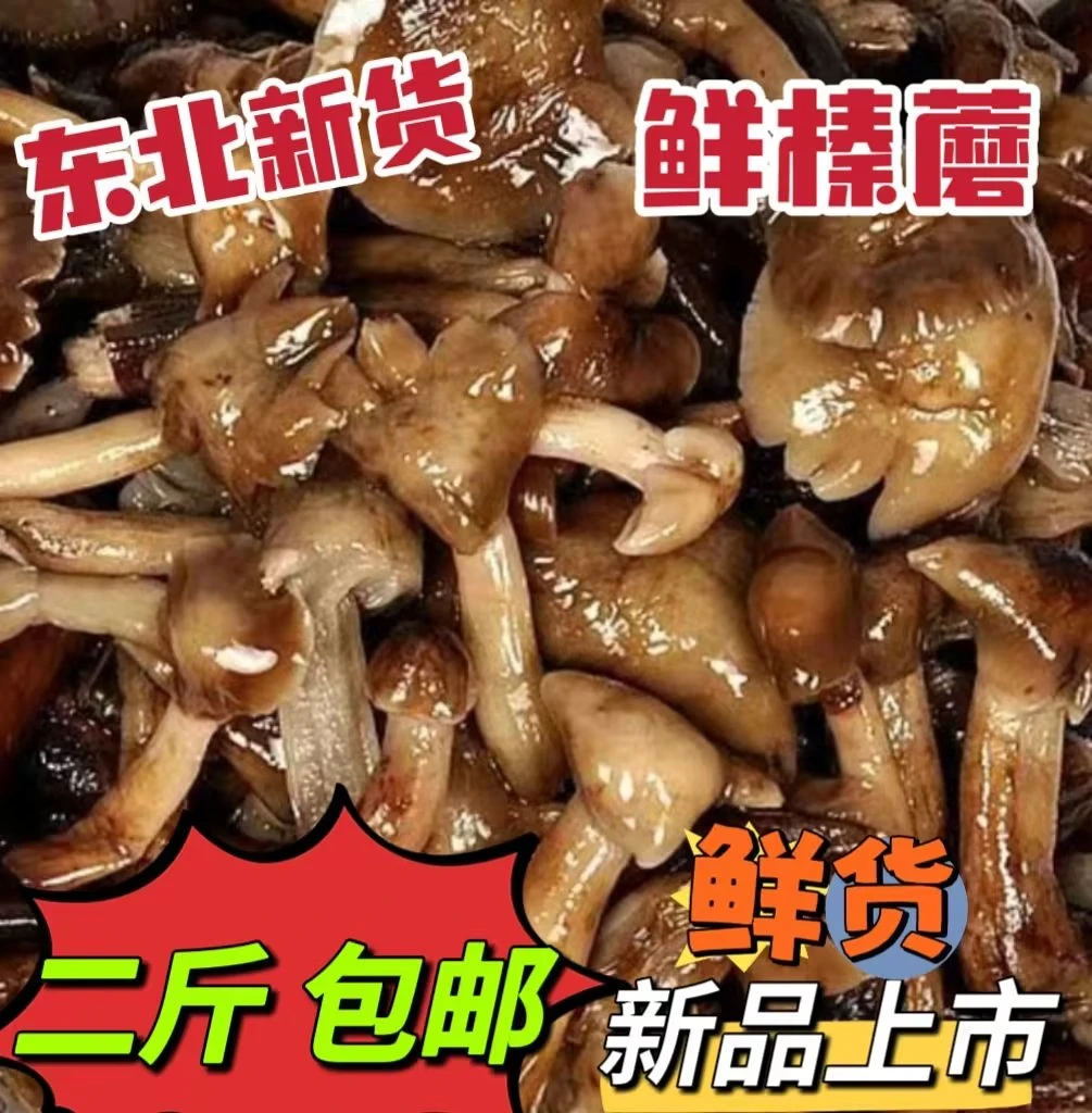 东北小兴安岭  鲜榛蘑 二斤包邮