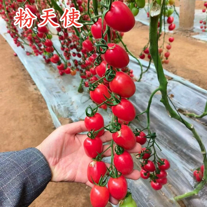 樱桃番茄种子西红柿种籽番茄苗小圣女果高产甜度高四季蔬菜粉天使
