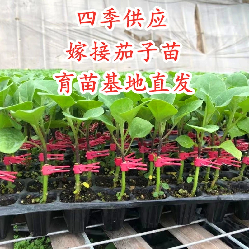 嫁接茄子苗圆茄长茄线茄烧烤茄茄王紫黑色绿罐茄四季蔬菜苗包邮