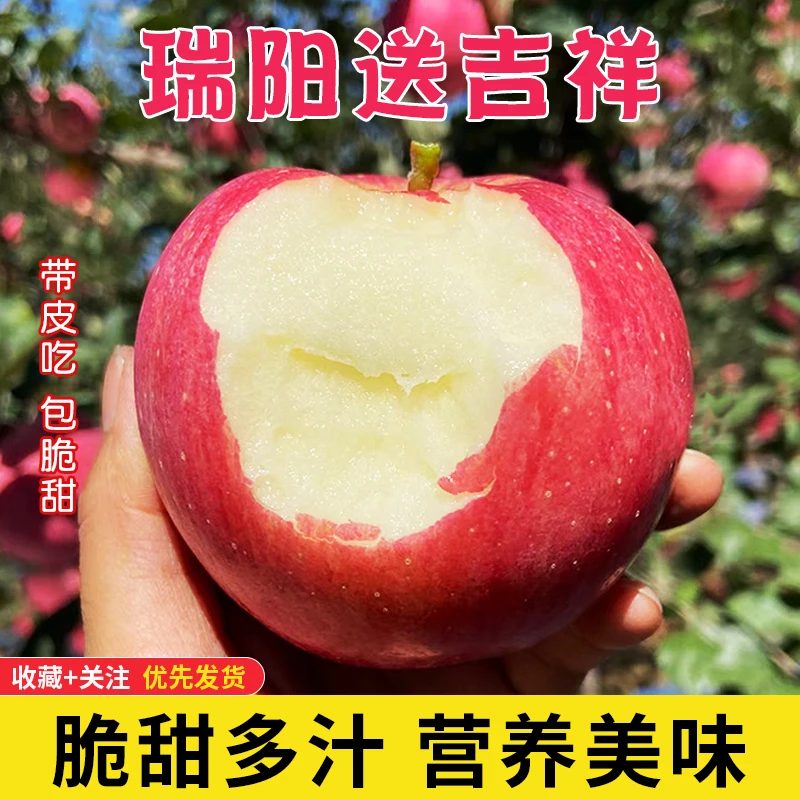 陕西白水瑞阳苹果 酥脆甜 多汁整箱新鲜水果