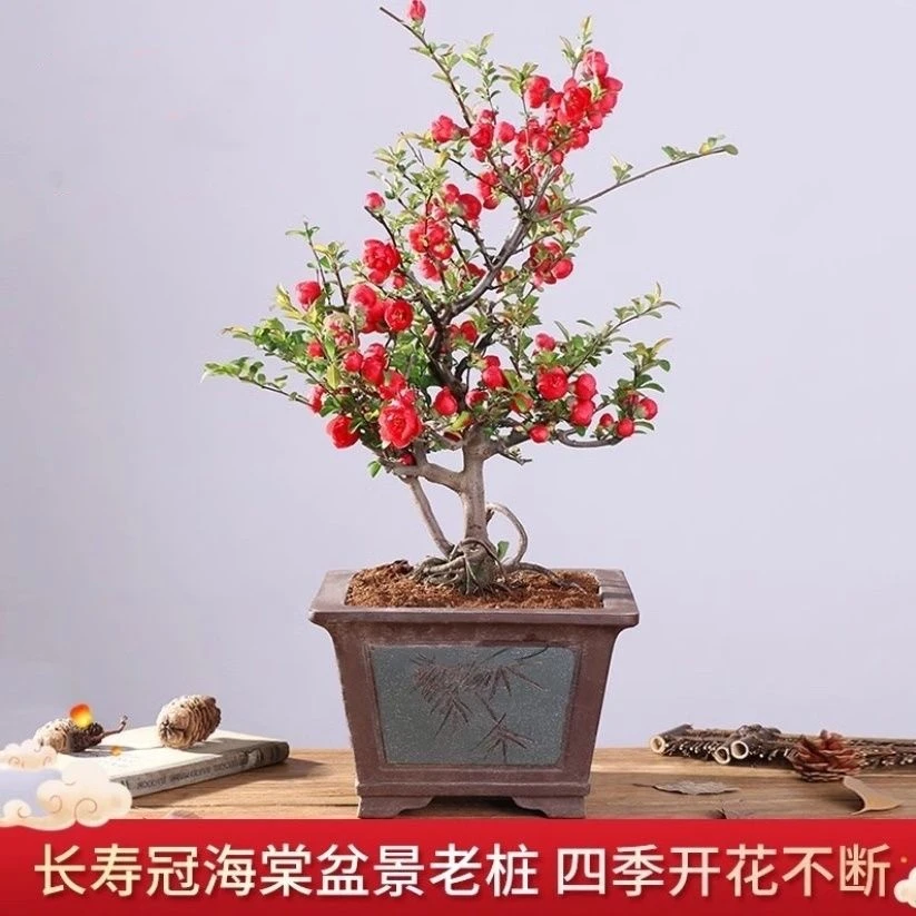 长寿冠海棠盆栽四季海棠花日本海棠盆景室内室外花卉绿植四季阳台