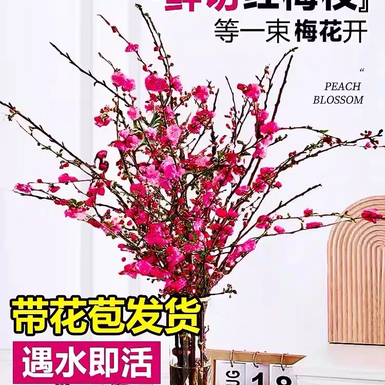 干枝红梅鲜花枝条干花枝花卉植物室内花水培遇水开花