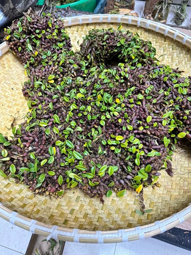 岩珠，石橄榄，可种可吃，石豆兰