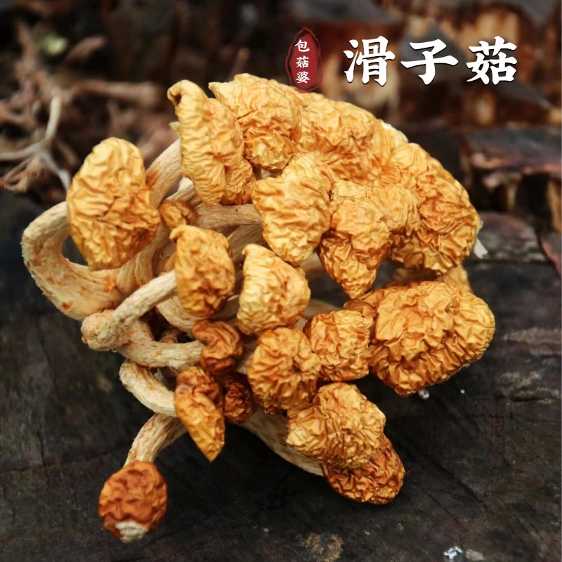 [优选]福建屏南农家滑子菇500g直发包邮