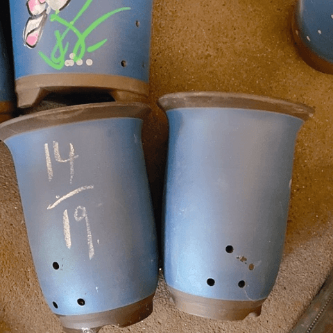 红陶110CM（含）-140CM（不含）紫砂紫砂