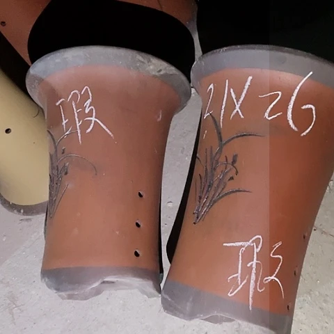 红陶110CM（含）-140CM（不含）紫砂紫砂