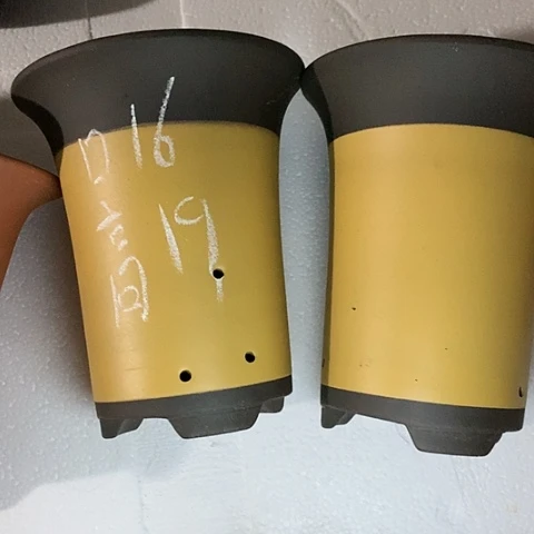 红陶110CM（含）-140CM（不含）紫砂紫砂