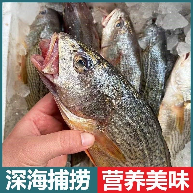 野生海捕黄姑鱼 5斤 黄菇鱼春子鱼三春鱼肉质鲜嫩速冻锁鲜