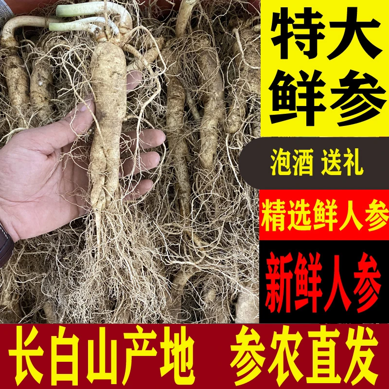 【特大鲜参】新鲜人参 现场选货